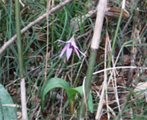 保全活動で守るカタクリの花