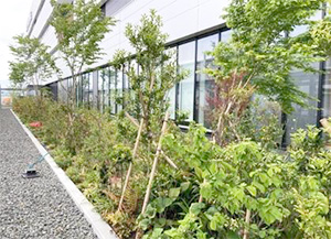 Greening of Company Premises (Japan)
