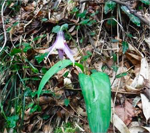 Katakuri Conservation (Japan)