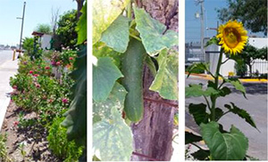 Green Areas (Mexico)